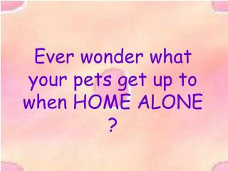 Ever wonder what your pets get up to when HOME ALONE ?
