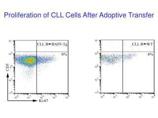 Proliferation of CLL Cells After Adoptive Transfer