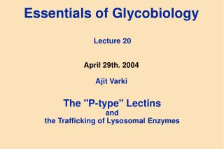 Essentials of Glycobiology Lecture 20 April 29th. 2004 Ajit Varki