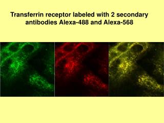 Transferrin receptor labeled with 2 secondary antibodies Alexa-488 and Alexa-568