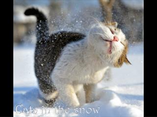 Cats in the snow