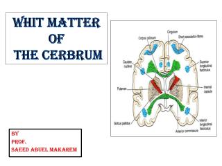 BY PROF. SAEED ABUEL MAKAREM