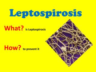 Leptospirosis