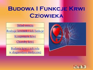 Budowa I Funkcje Krwi Człowieka