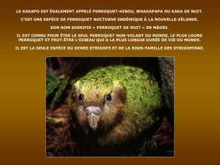 LE KAKAPO EST ÉGALEMENT APPELÉ PERROQUET-HIBOU, WHAKAPAPA OU KAKA DE NUIT.