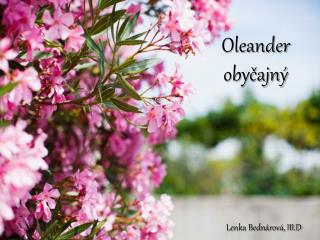 Oleander obyčajný
