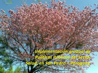 Implementación gradual de Políticas Públicas del Sector Salud, en San Pedro – Paraguay.