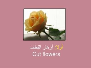 أولا: أزهار القطف Cut flowers