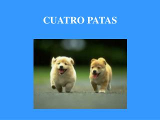 CUATRO PATAS