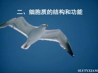 二、细胞质的结构和功能