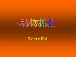 图片来自网络