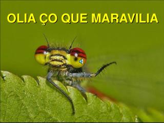 OLIA ÇO QUE MARAVILIA