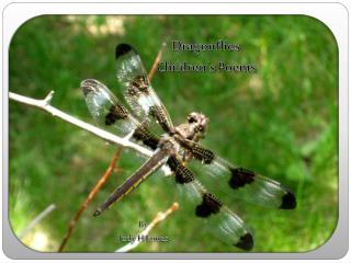 Dragonflies Children’s Poems