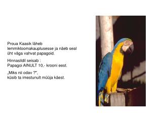 Proua Kaasik läheb lemmikloomakauplusesse ja näeb seal üht väga vahvat papagoid.
