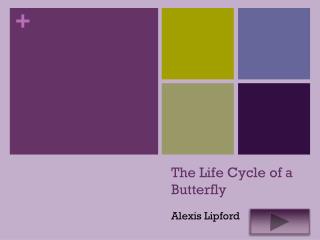 The Life Cycle of a Butterfly