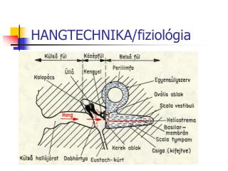 HANGTECHNIKA/fiziológia
