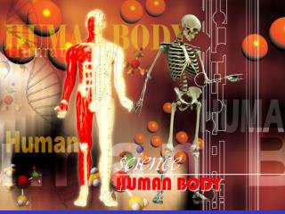 The Human Body