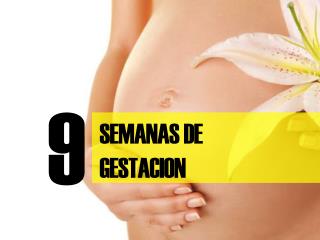 SEMANAS DE GESTACION