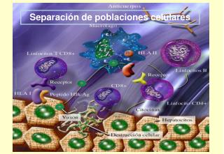 Separación de poblaciones celulares