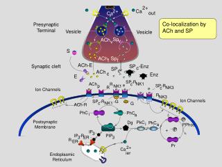 Postsynaptic Membrane