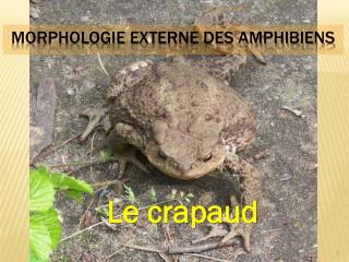 Morphologie externe des amphibiens
