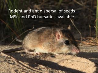 Rodent and ant dispersal of seeds -MSc and PhD bursaries available