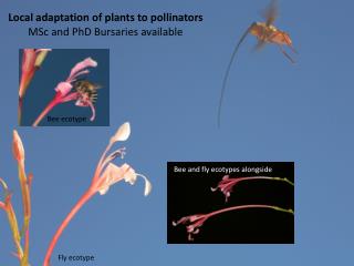 Local adaptation of plants to pollinators MSc and PhD Bursaries available