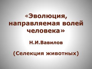 « Эволюция, направляемая волей человека» Н.И.Вавилов