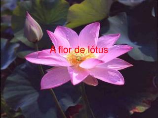 A flor de lótus