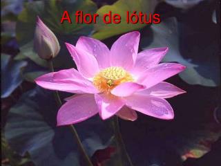 A flor de lótus