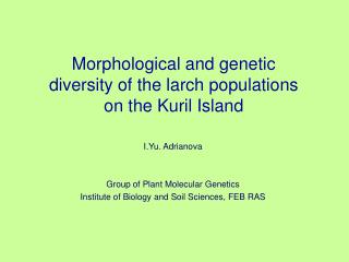 Morphological and genetic diversity of the larch populations on the Kuril Island