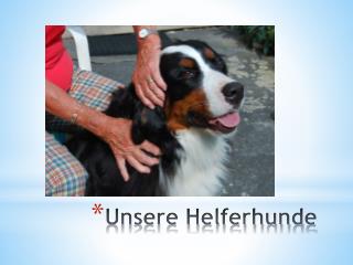 Unsere Helferhunde