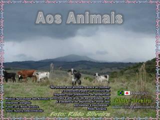 Aos Animais