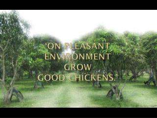 ‘On pleasant environment grow good chickens.’