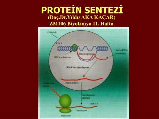 PROTEİN SENTEZİ