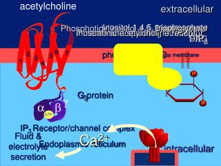 acetylcholine
