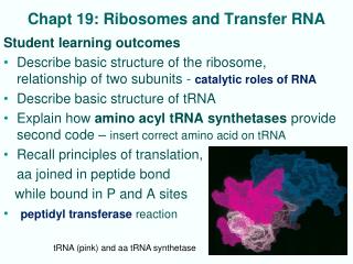 Chapt 19: Ribosomes and Transfer RNA