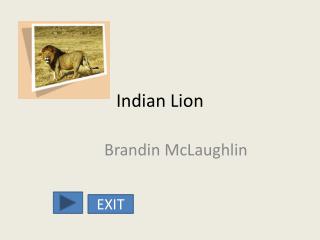 Indian Lion