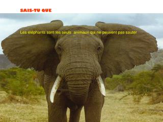 Les éléphants sont les seuls animaux qui ne peuvent pas sauter