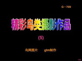 鸟网图片 glm 制作