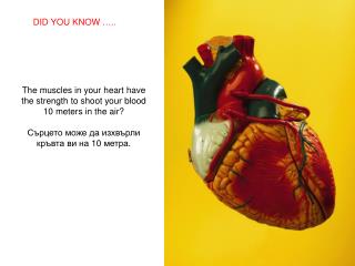 The muscles in your heart have the strength to shoot your blood 10 meters in the air?