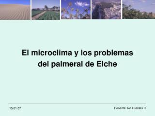 El microclima y los problemas del palmeral de Elche
