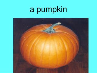 a pumpkin