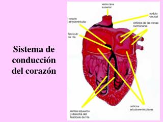 Sistema de conducción del corazón