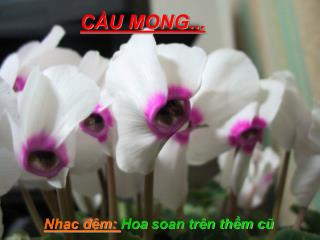 CẦU MONG...