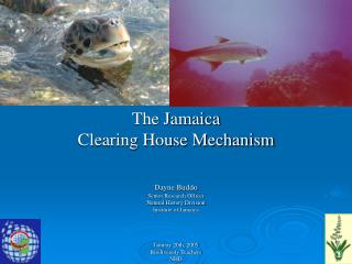 The Jamaica Clearing House Mechanism Dayne Buddo Senior Research Officer Natural History Division