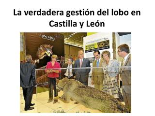 La verdadera gestión del lobo en Castilla y León