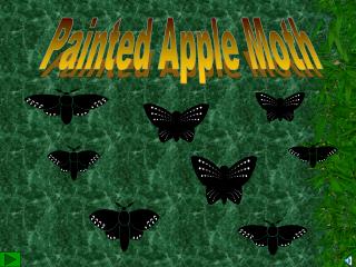 Painted Apple Moth