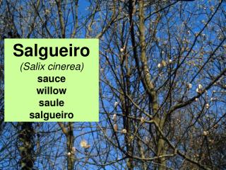 Salgueiro (Salix cinerea) sauce willow saule salgueiro