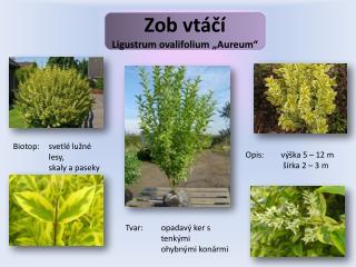 Zob vtáčí Ligustrum ovalifolium „ Aureum “